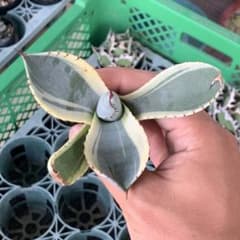 アガベ チタノタ パリートランカータ オリザバ - メルカリ