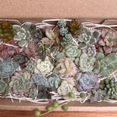 多肉植物 エケベリア セダム 等 寄せ植え セット カット苗 多肉弁当のサムネイル