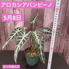 ☆超希少☆ビックサイズ☆アロカシア☆ピンク☆斑入り☆バンビーノ