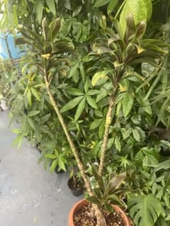 ドラセナ パープルコンパクタ　観葉植物のサムネイル
