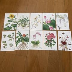 野村陽子 植物イラストポストカード 10枚セットのサムネイル