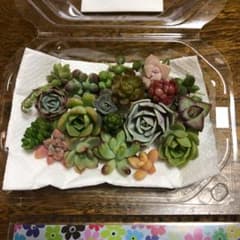 多肉植物カット苗　確認用のサムネイル