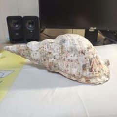 u*9様 自然貝殻 装飾品 螺旋形状 法螺貝 沖縄のサムネイル