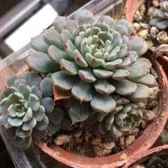 多肉植物 抜き苗 ミニマ　赤ちゃん付きのサムネイル