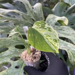 MB15モンステラ デリシオーサ ベトシオーサ 2寸ポリポット ネコポス