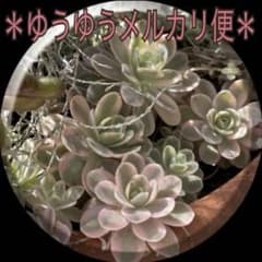 多肉植物 ❁ 子持ち蓮華錦『鏡花』 ❁ オロスタキス⑱ - メルカリ