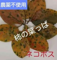 柿の葉　メダカ越冬用のサムネイル