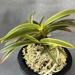 m50743348791_1.jpg?1722927904