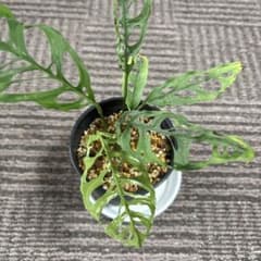 モンステラ　オブリクアペルー　Dのサムネイル