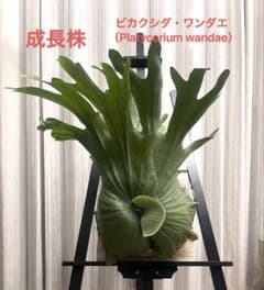 MS358 ビカクシダ・ワンダエ 5株セット - メルカリ