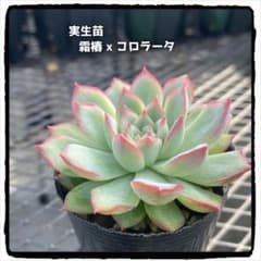 多肉植物エケベリア 実生苗 霜椿xコロラータ ⓐ 抜き苗のサムネイル