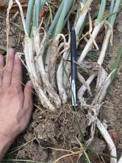 タイムセール　簡単　栽培　家庭菜園　ネギ　坊主しらずのサムネイル