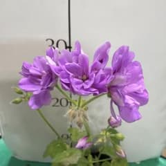 ゼラニウム苗 No.156 珍しい青みがかったピンク色 ゆうパケットポスト