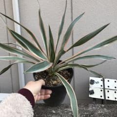ユッカ　グロリオサ　バリエケイティッド　バリエガータ　斑入りユッカ　鉢ごと発送のサムネイル