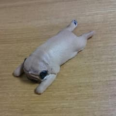 つかれた寝 イヌ パグのサムネイル
