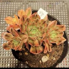 98#観葉植物 アエオニウム錦❤️ブロンズメダル錦❤️4大頭11cm 拔き苗