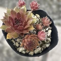 多肉植物センペルビウム【ポコロコ】ポット内ぜんぶ| Buyee日本代购