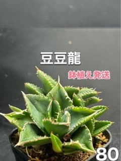 アガベ チタノタ 豆豆龍 トトロ‼️自社OC株‼️子株付き‼️鉢植え発送