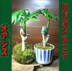 パキラ苔玉セット 観葉植物 苔テラリウム ハイゴケ 我が家の小さな