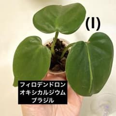 フィロデンドロン・オキシカルジウム・ブラジル (I) 発根済み カップ