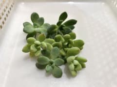 購入希望品　多肉植物のサムネイル