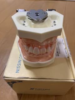 顎模型のサムネイル