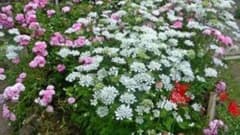 オルレアの種　650個のサムネイル