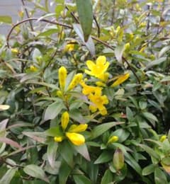 カロライナジャスミン 常緑つる性植物 挿し木苗のサムネイル