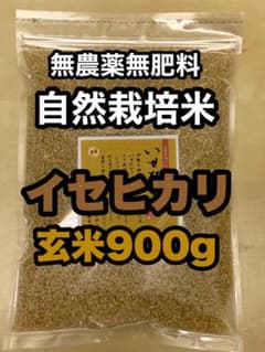 自然栽培【イセヒカリ】玄米 900g新米 令和7年度産 無農薬無肥料の自然