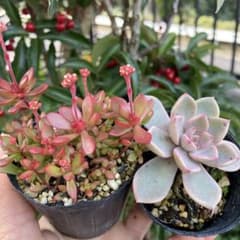 多肉植物 抜き苗 紅稚児 ピンクプリティ 110 - メルカリ