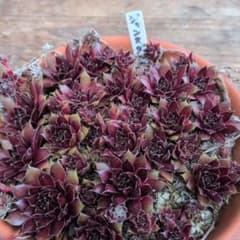 センペルビウム ジャンヌダルク 子株3個 多肉植物 - メルカリ 多肉植物①センペルビウムジャンヌダルク3カット(根っこ有りません