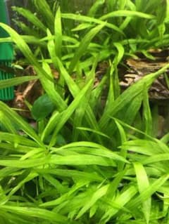 ピグミー チェーン アマゾンソード 無農薬水草のサムネイル