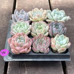 NEW❗️799 多肉植物 エケベリア ピンククリスタル等 抜き苗 9種セット
