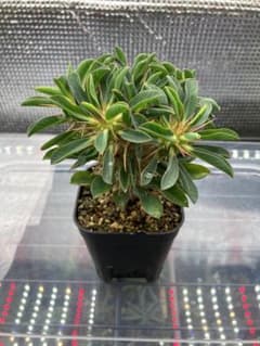 ユーフォルビア ギラウミニアナ 実生 塊根植物のサムネイル