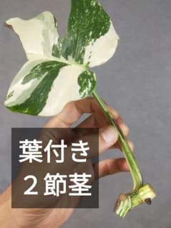 G6】斑入りモンステラ ホワイトタイガー カット茎 成長点2つ - メルカリ