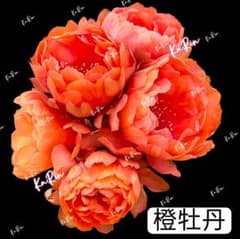 64-橙牡丹 多肉植物 花サボテン ロビビア属 群開 カキコ - メルカリ
