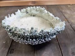 阪本健　作家鉢のサムネイル