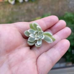 多肉植物 女雛錦のサムネイル