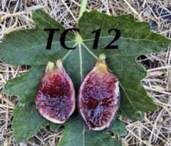 超希少樹種 新鮮 イチジク穂木 TC 12 6芽 - メルカリ