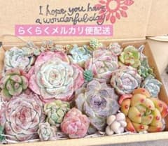 A. 多肉植物カット苗詰め合わせ　寄せ植えセット♡のサムネイル