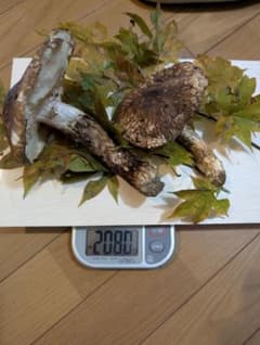 岩手県岩泉産松茸のサムネイル