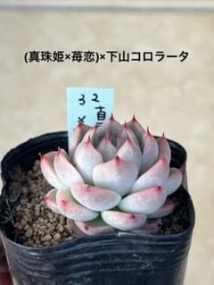 Sana❁様専用のサムネイル