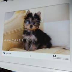 カレンダー2025　ゆかいな子犬たち　こいぬのサムネイル