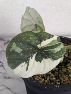 アロカシア メロ アルボ（白斑入り） - メルカリ