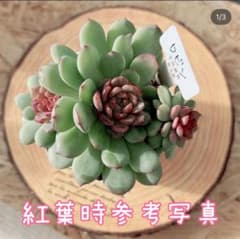 60.【札付き】ロビン 錦玉園 多肉植物 エケベリア - メルカリ