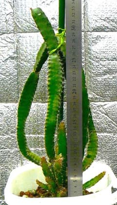 ドラゴンフルーツ（ベトナム産白肉種）のタネから発芽した苗のサムネイル