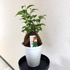 ガジュマル　観葉植物　4号サイズ　現品販売　白プラ鉢付きのサムネイル