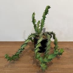 希少美株】ユーフォルビア トルチラマ 実生 サボテン 多肉植物 塊根