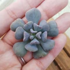 akimegu様専用のサムネイル