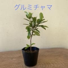 実生苗 グルミチャマ グルミチャマ　実生苗　5年生 5年生 メルカリ - フルーツ・果実